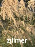 Calamagrostis emodenis