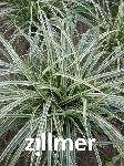 Carex  'Silver Sceptre'