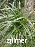 Carex 'ET CRX02' RIBBON FALLS -S-