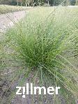 Carex lanceolata 'Lushan'