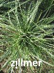 Carex oshimensis EVEREST 'fiwhite' -S-