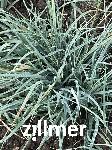 Carex panicea 'Pamira' -1-