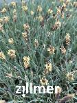 Carex panicea 'Pamira' -2-
