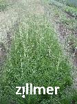 Deschampsia cespitosa 'Tautraeger'