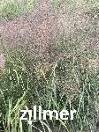 Eragrostis trichodes 'Bend'