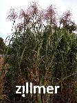 Miscanthus giganteus x 'Meidl'