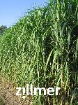 Miscanthus giganteus x