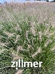 Pennisetum alopecuroides 'Piglet' -S-