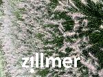 Pennisetum alopecuroides 'Tiny Twinkler' -S-