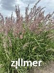 Pennisetum orientale 'Pink'