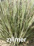 Schizachyrium scoparium 'Ha Ha Tonka' -S-
