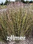Schizachyrium scoparium 'Tall Chief'