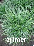 Sesleria caerulea