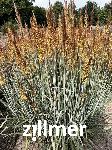 Sorghastrum nutans 'Winntou'