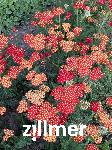 Achillea millefolium 'Desert Eve Red'