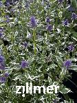 Agastache 'Crazy Fortune'