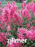 Agastache mexicana 'Red Fortune'