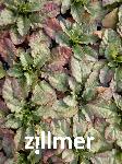 Ajuga reptans 'Princess Elsa' -1-