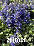 Ajuga reptans 'Princess Elsa' -2-
