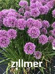 Allium senescens 'Millenium'