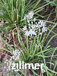 Allium tuberosum 'Kobold'