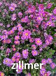 Anemone GISELLE 'Macane015' -S-