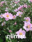 Anemone japonica 'Koenigin Charlotte'