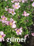Anemone japonica 'Lady Gilmour'