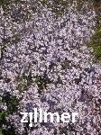 Aster cordifolius 'Bluetenregen'