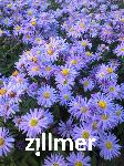 Aster dumosus 'Prof. A. Kippenberg'