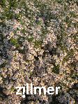 Aster ericoides 'Erlkoenig'