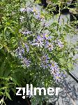 Aster foliaceus var. parryi