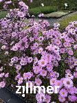 Aster laevis 'Candy on Purple'