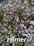 Aster lateriflorus horiz. 'Coombe Fishacre'