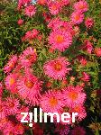 Aster novae-angliae 'Alma Poetschke'
