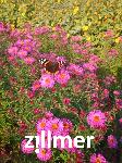 Aster novae-angliae 'Andenken an P. Gerber'