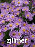 Aster novi-belgii 'Bluetenmeer'