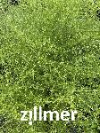 Aster pilosus