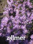 Aster sericeus