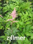 Astilbe arendsii x 'Bressingham Beauty'