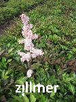 Astilbe arendsii x 'Grete Puengel'