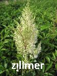 Astilbe arendsii x 'Weisse Gloria'