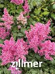 Astilbe chinensis 'Maggie Daley'
