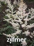 Astilbe japonica 'Irrlicht'