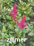 Astilbe japonica 'Montgomery'