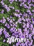 Aubrieta 'Huerth'