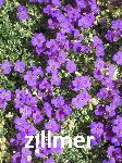 Aubrieta 'Silberrand'