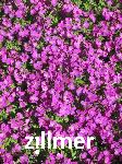 Aubrieta 'Vesuv'