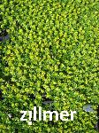 Azorella trifurcata 'Nana'