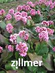 Bergenia cordifolia 'Herbstbluete'